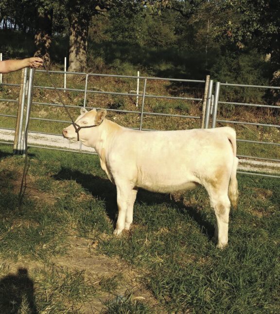 L&N Charolais